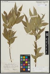 Foto von Salix alba L. x Salix fragilis L.